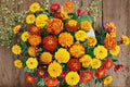 Petite Mixture Sunflower 100 Seeds | Dwarf Sunflower Mix | Bright Colors | Perfect for Containers & Small Gardens