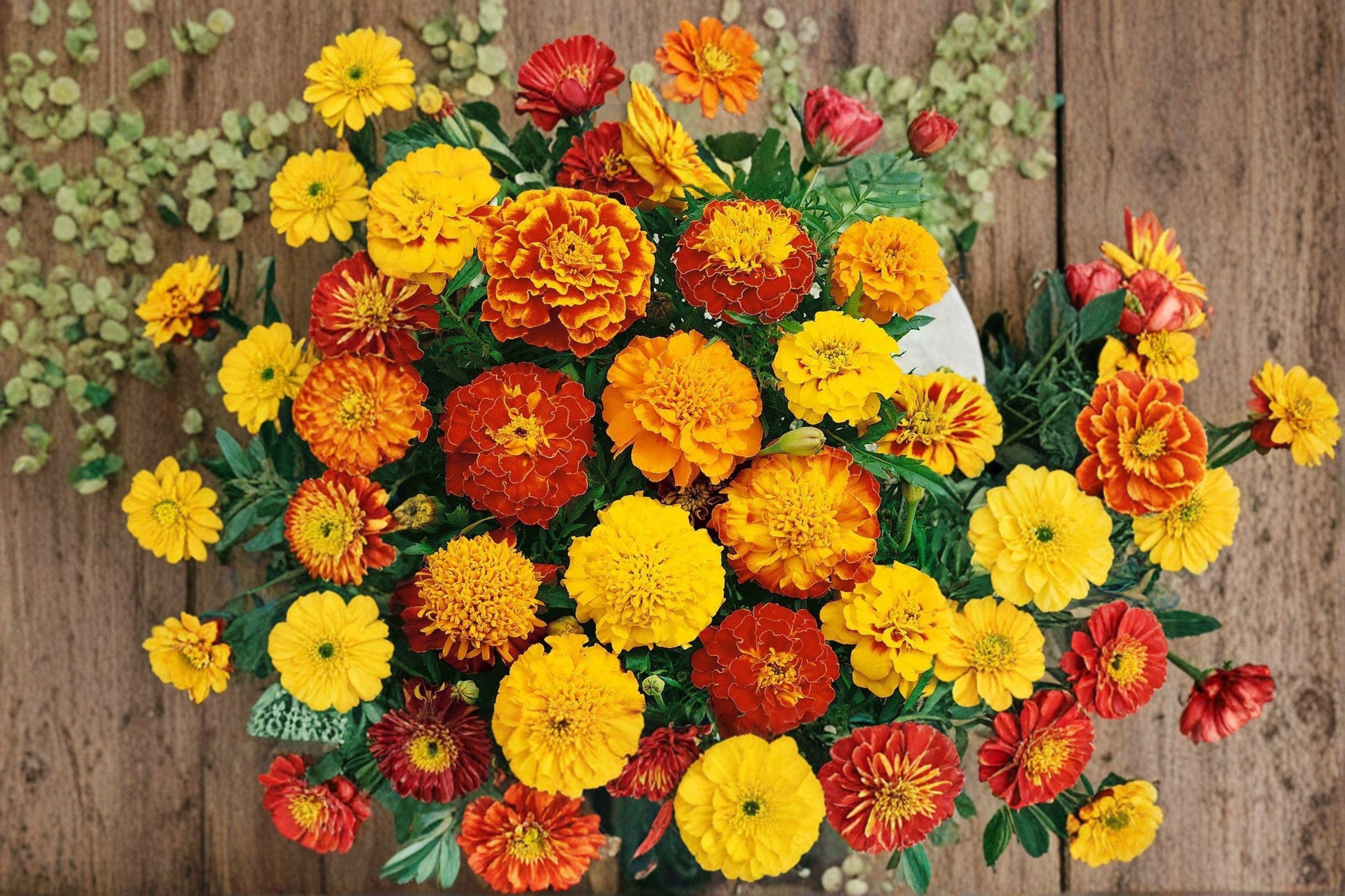 Petite Mixture Sunflower 100 Seeds | Dwarf Sunflower Mix | Bright Colors | Perfect for Containers & Small Gardens