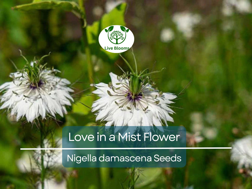 500 Love in a Mist Flower Seeds (Nigella damascena) | Persian Jewels Mix, Annual, Vibrant Colors, Easy to Grow, Garden Flowers