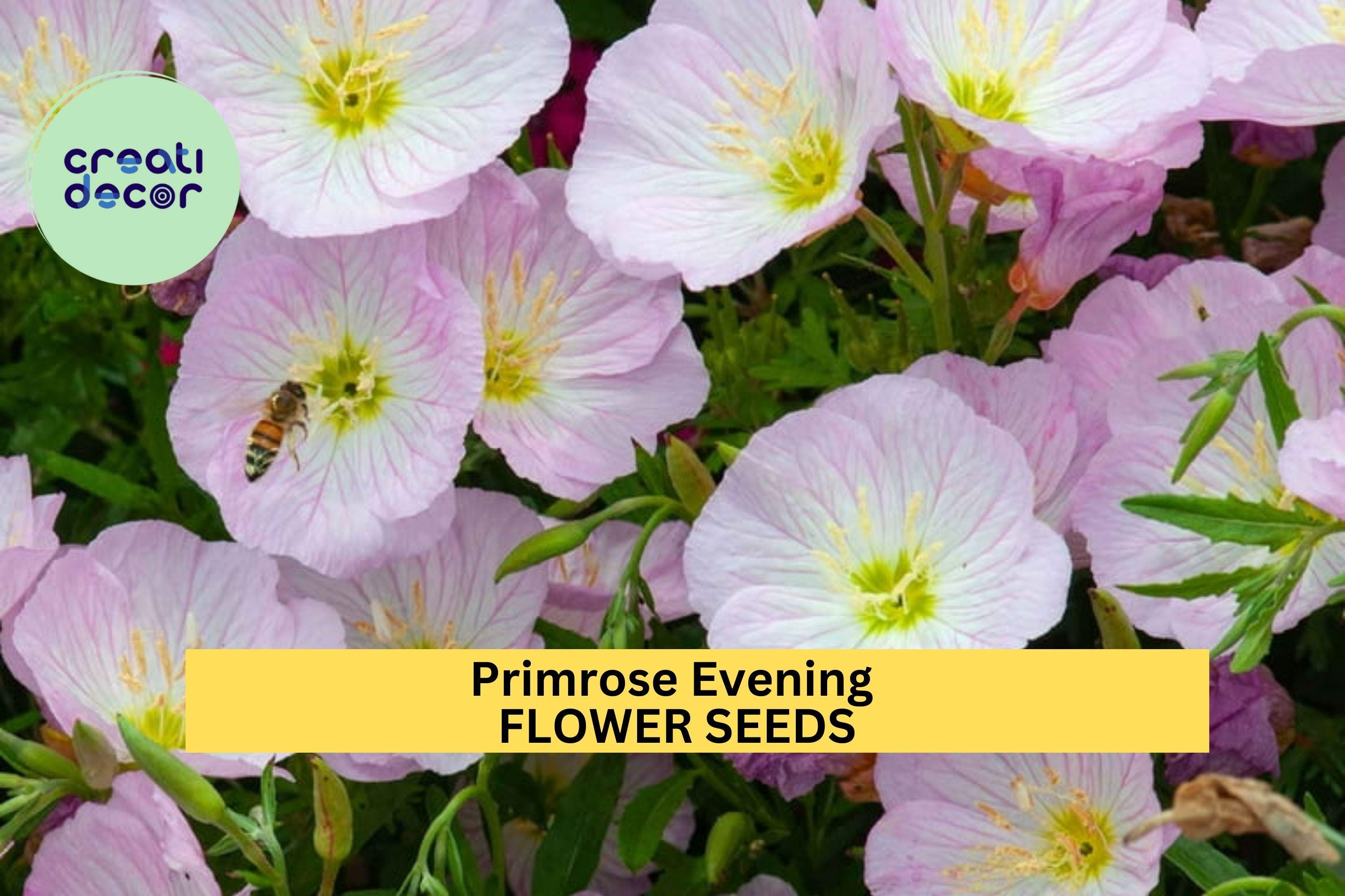3pcs of 100mg Primrose Evening Seeds – Fragrant Night-Blooming Yellow Flowers for Pollinator & Cottage Gardens Seeds for Planting