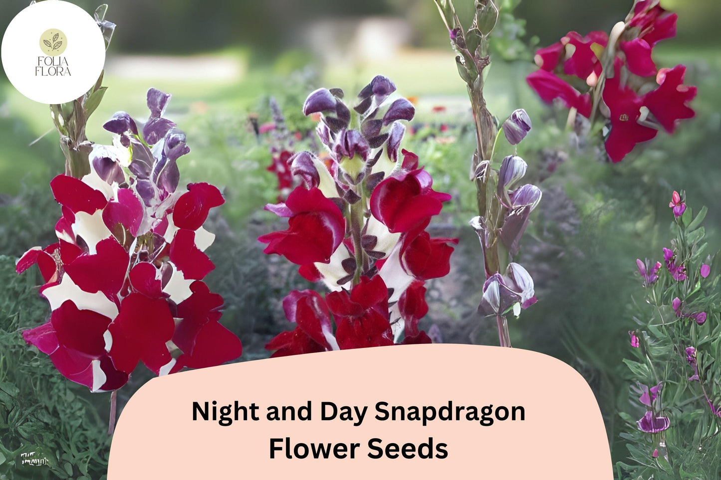 Antirrhinum majus Night and Day Snapdragon Seeds – 1000+ Unique Bi-Color Blooms for Garden & Cut Flowers