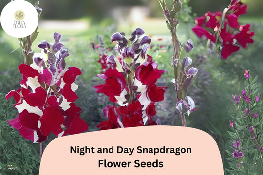 Antirrhinum majus Night and Day Snapdragon Seeds – 1000+ Unique Bi-Color Blooms for Garden & Cut Flowers