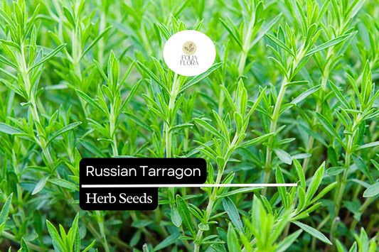 1500 Seeds Russian Tarragon (Artemisia dracunculoides) – Hardy Culinary Herb for Flavorful Dishes
