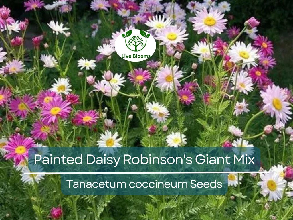 50 Seeds Painted Daisy Robinson's Giant Mix Perennial - Huge Cut Flowers, Non-GMO, Long-Lasting, Easy to Grow