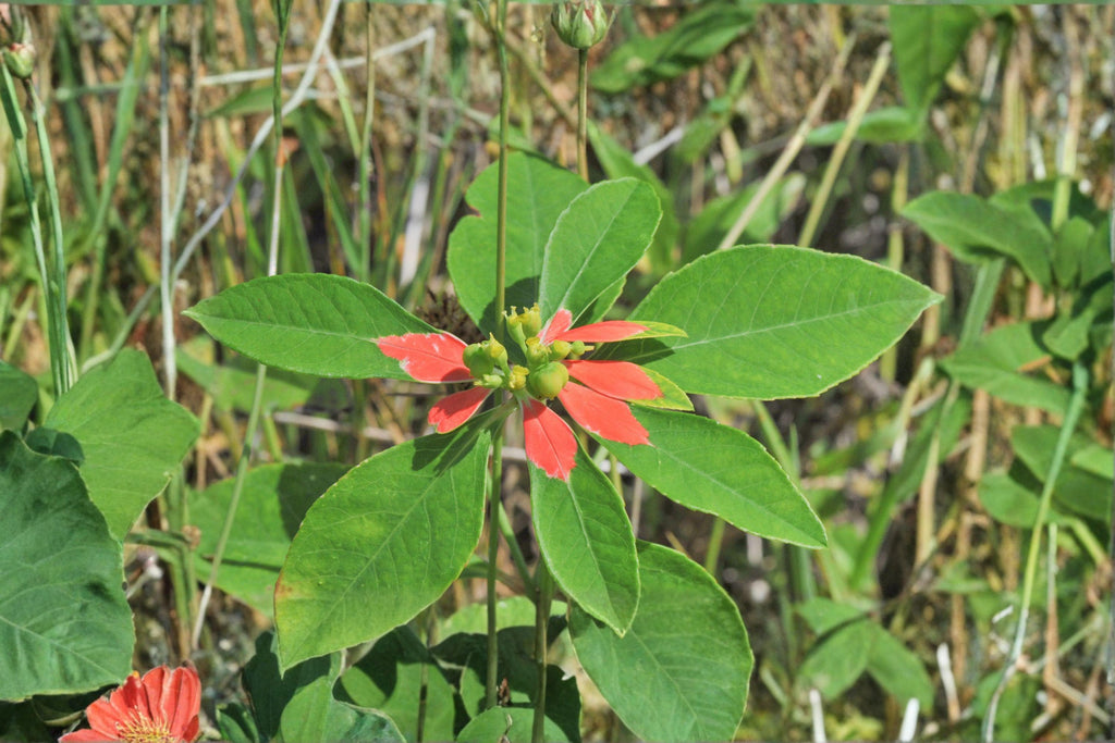 Euphorbia Cyathophora Fire on the Mountain Seeds – 10 Native Annual Wildflower Seeds | Red-Tipped Foliage | Pollinator-Friendly