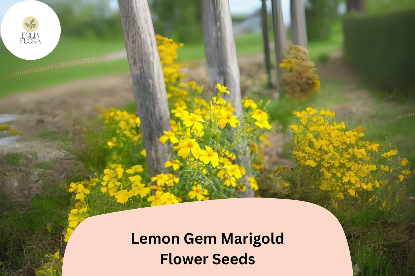 25+ Lemon Gem Marigold Seeds | Tagetes tenuifolia | Citrus-Scented Yellow Flowers | Compact Edging Annual for Garden Planting