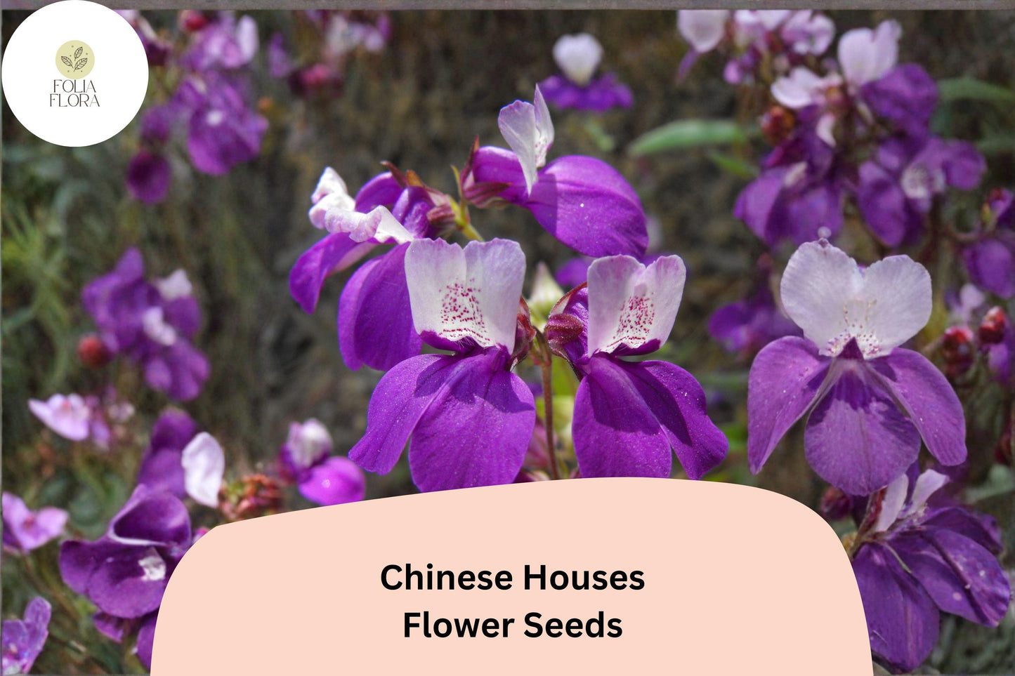 Chinese Houses Seeds – 100 Collinsia heterophylla | Easy Grow Annual for Borders