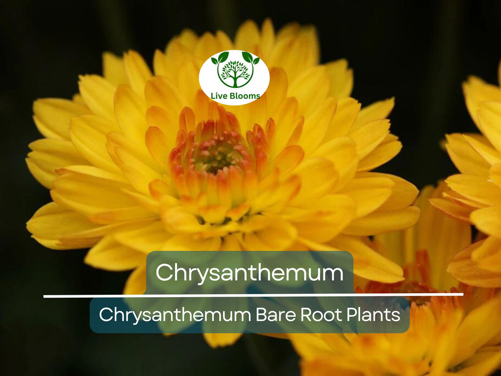 1 Live Chrysanthemum Plant – 3+ Year Old, Semi-Bare Root – Mixed Colors – Hardy Native Flowering Perennial