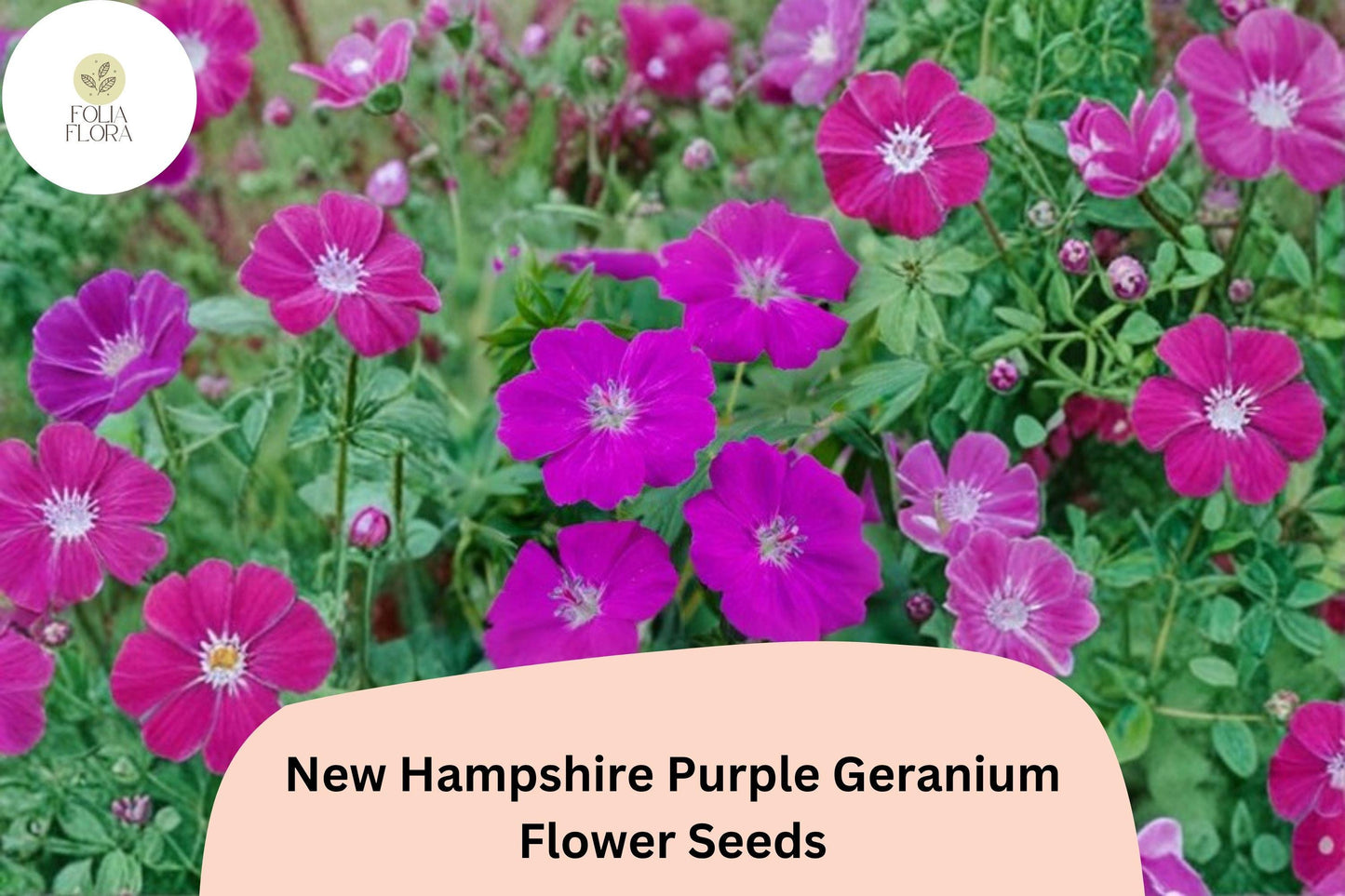 25+ New Hampshire Purple Geranium Seeds | Hardy Perennial | Vibrant Purple Blooms for Garden Borders & Ground Cover