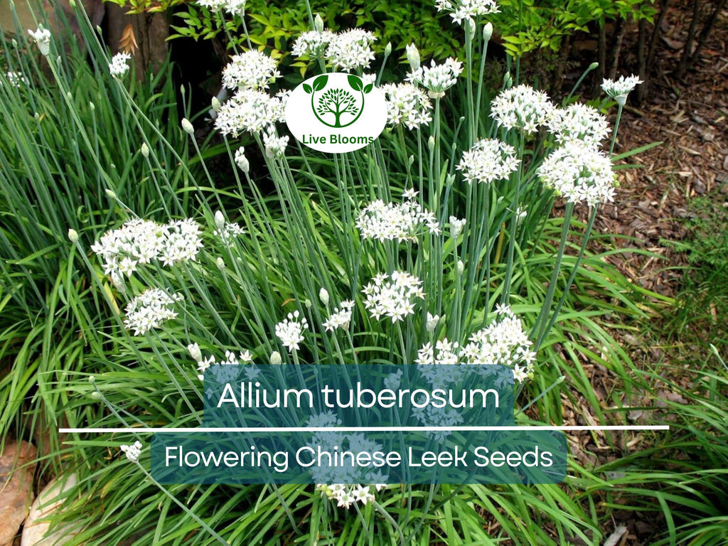 100 Seeds Flowering Chinese Leek - Allium tuberosum, Garlic Chives, Heirloom, Non-GMO, Easy to Grow, Great for Culinary & Ornamental Use