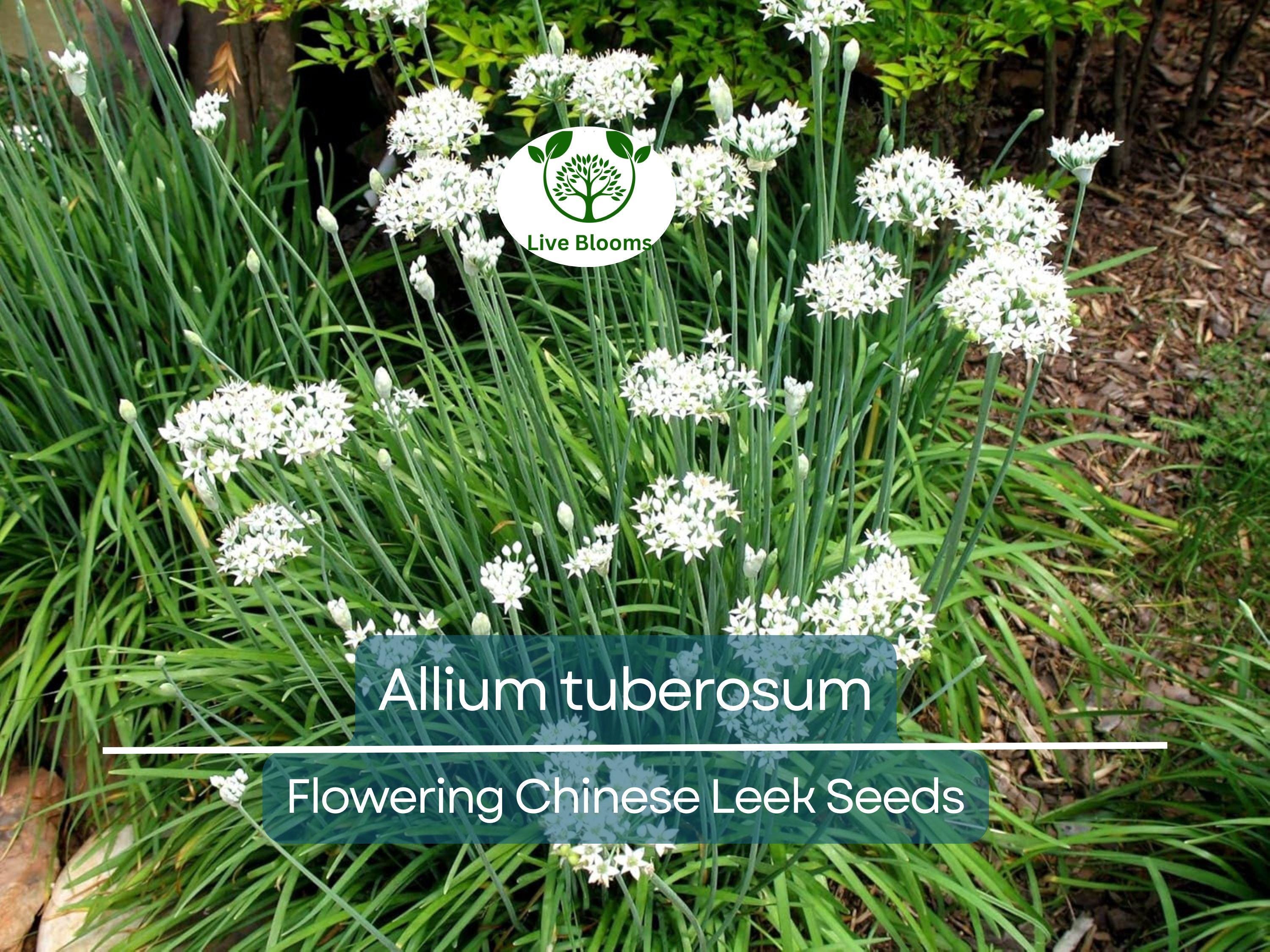 100 Seeds Flowering Chinese Leek - Allium tuberosum, Garlic Chives, Heirloom, Non-GMO, Easy to Grow, Great for Culinary & Ornamental Use