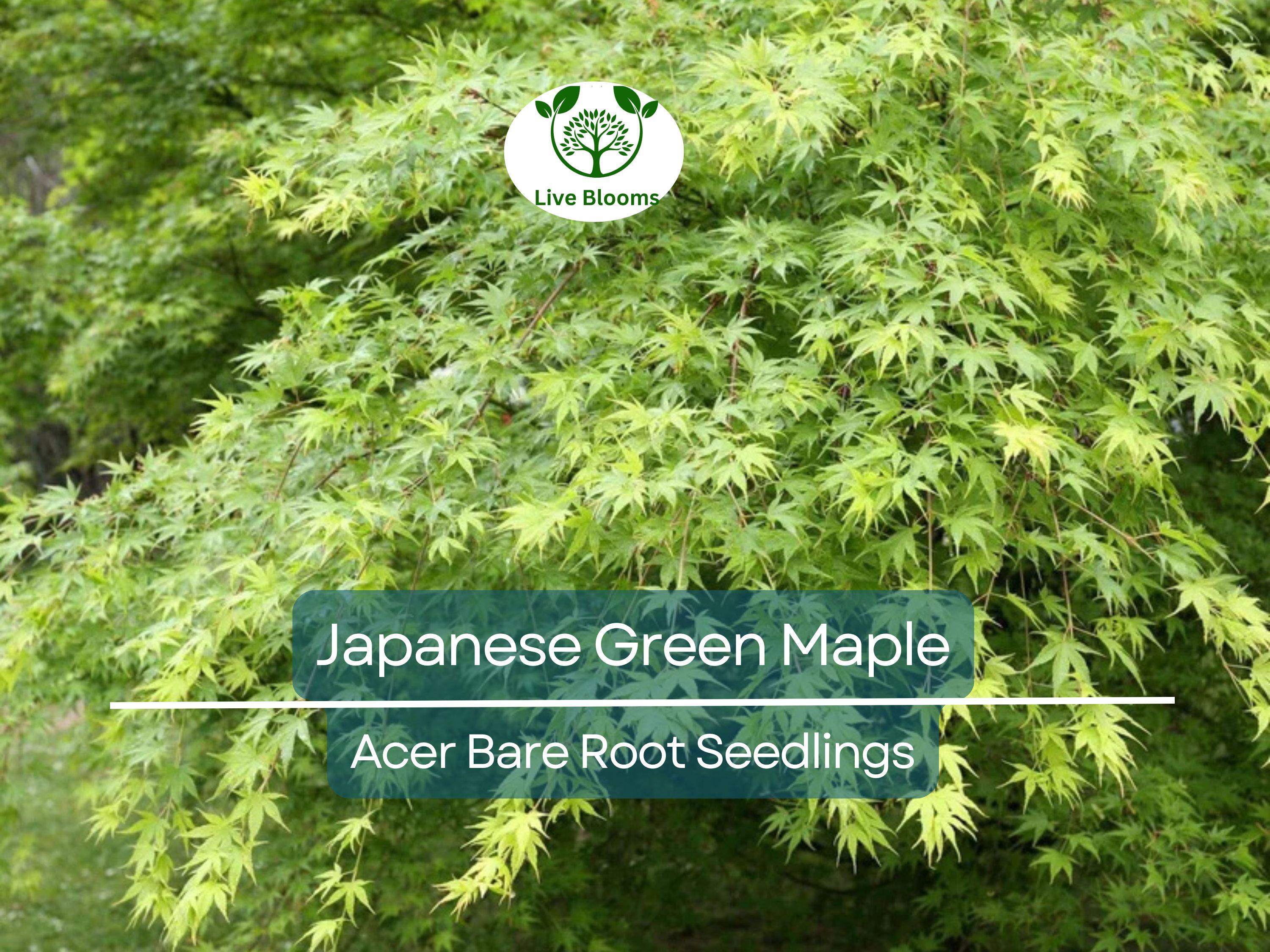 5 Japanese Green Maple Seedlings – Bare Root Starter Plants – Momiji Small Leaf Variety – Great for Bonsai or Landscape