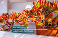 Rare Red Akai Jade Succulent Crassula Ovata Cutting - 5-6" Unrooted, Unique Color, Great for Propagation