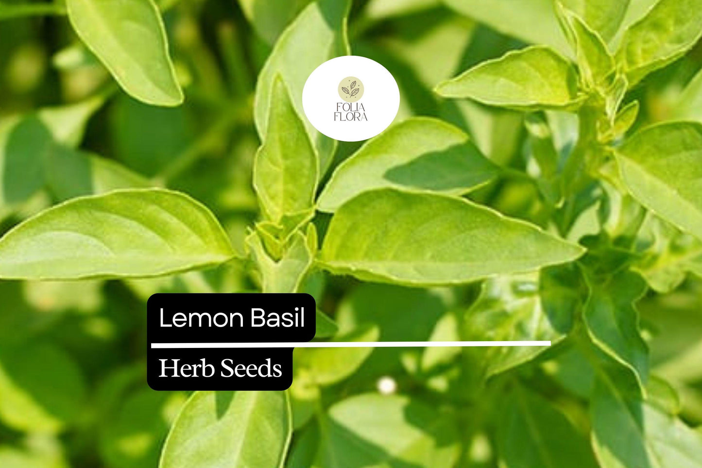 1000 Seeds Lemon Basil (Ocimum basilicum var. citriodora) – Fragrant Herb for Culinary and Garden Use