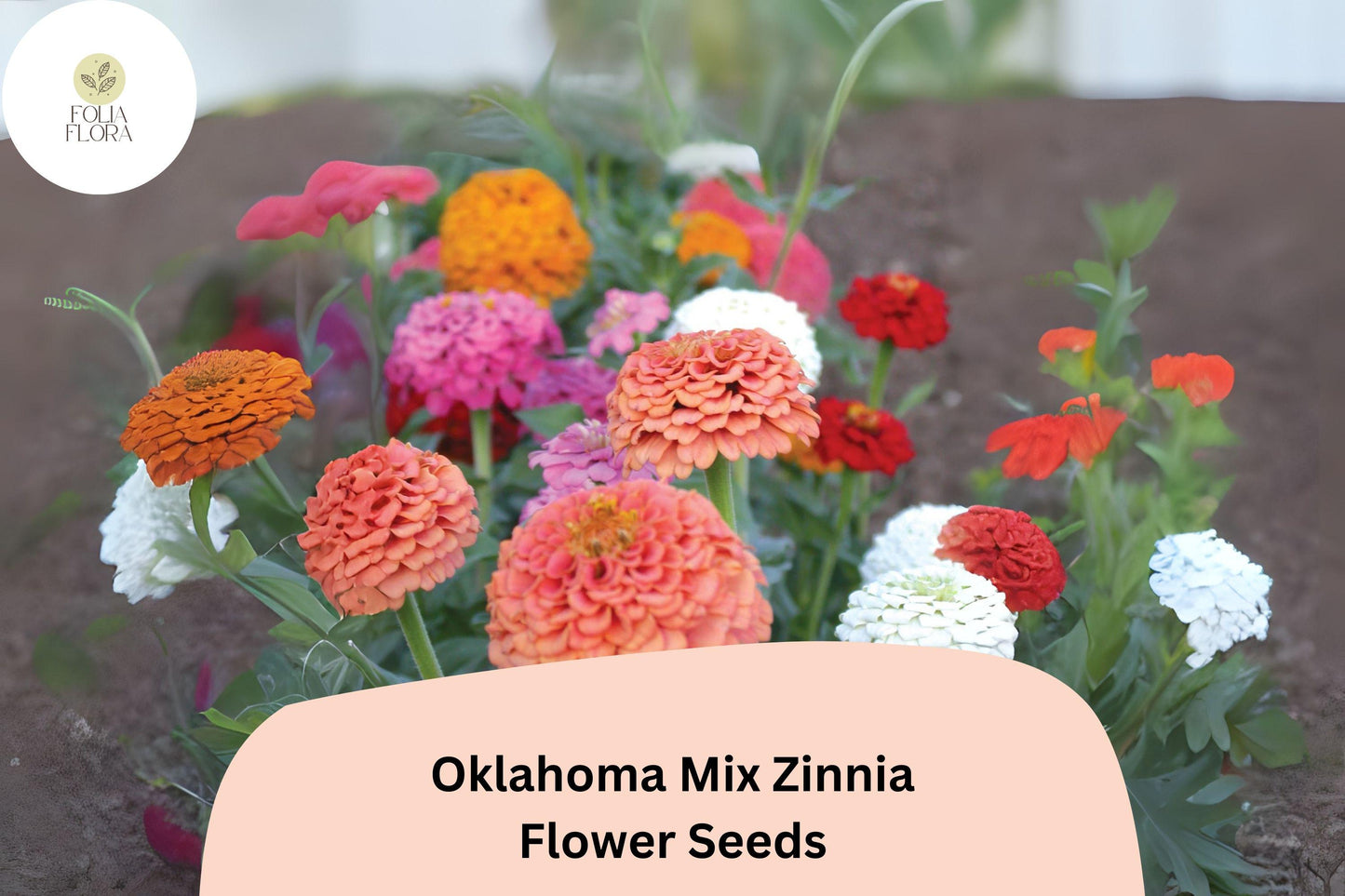 100+ Oklahoma Mix Zinnia Seeds – Long-Lasting Blooms for Bouquets, Borders & Summer Gardens