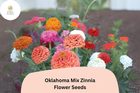 100+ Oklahoma Mix Zinnia Seeds – Long-Lasting Blooms for Bouquets, Borders & Summer Gardens