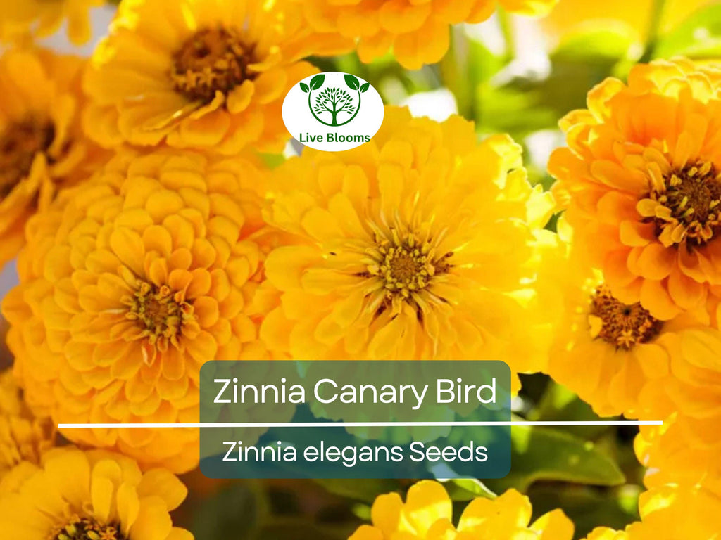 100 Seeds Zinnia Canary Bird Double Blooms - Non-GMO, Vibrant Cut Flowers, Attracts Butterflies, Easy to Grow, Long-Lasting Blooms
