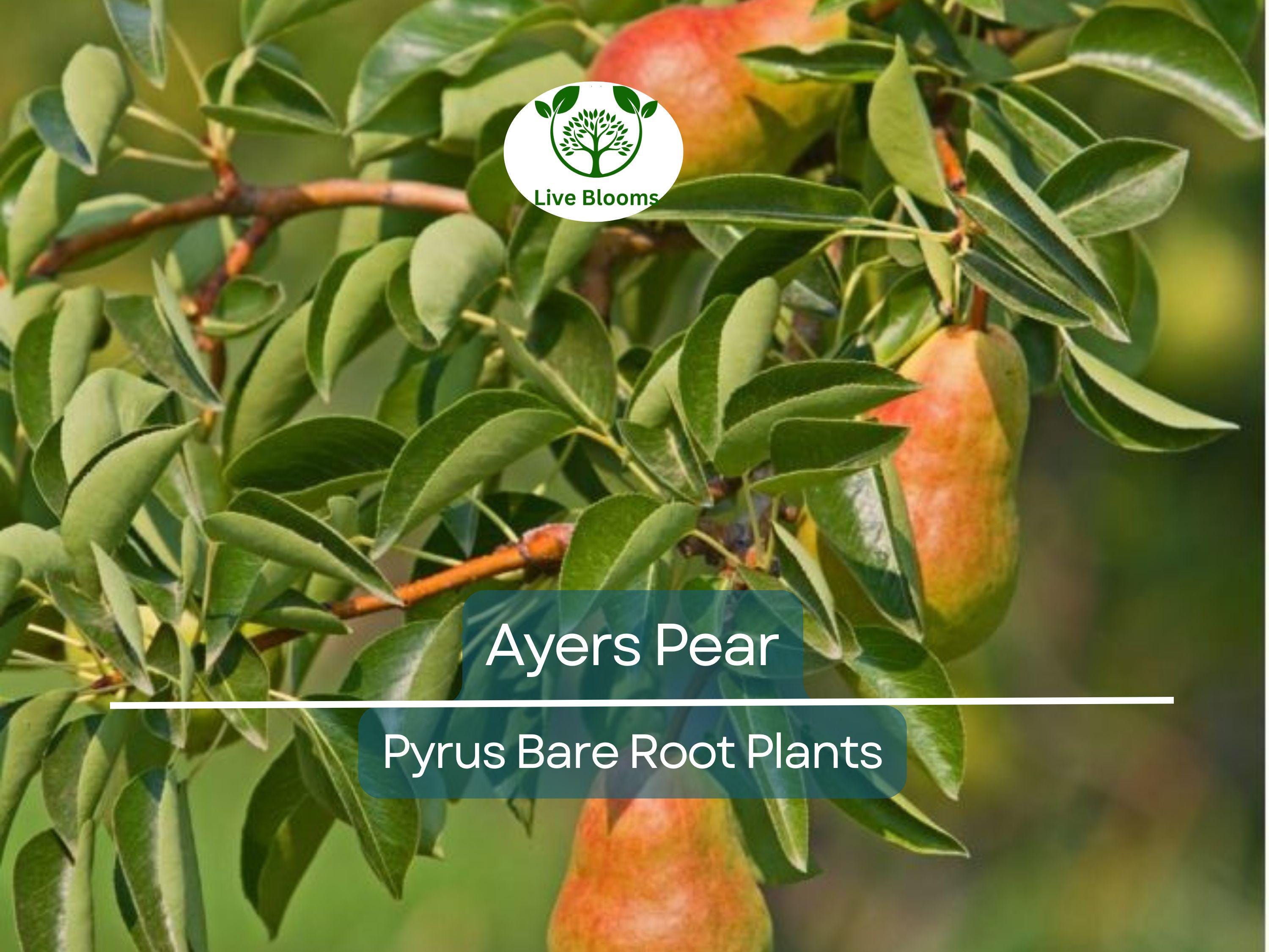 1 Ayers Pear Tree – Live Bare Root Fruit Tree (2ft) – Sweet, Juicy Pears – Disease-Resistant & Self-Pollinating – Zone 5–9
