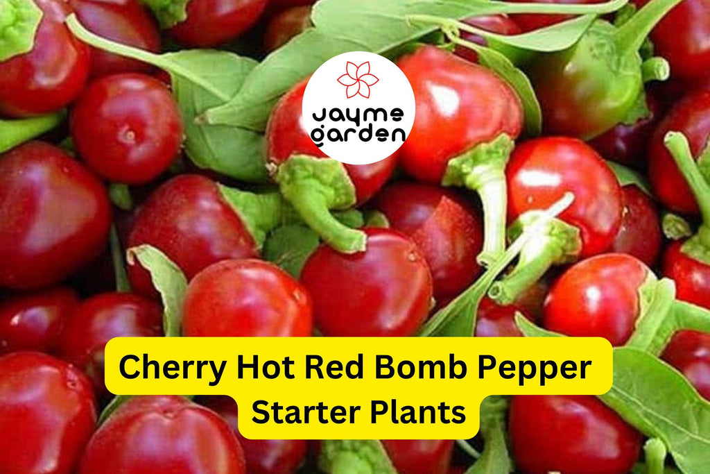 3 Cherry Hot Red (Cherry Bomb) Pepper Starter Plants - Spicy & Sweet Chili - High Yield for Gardens, Containers Cooking
