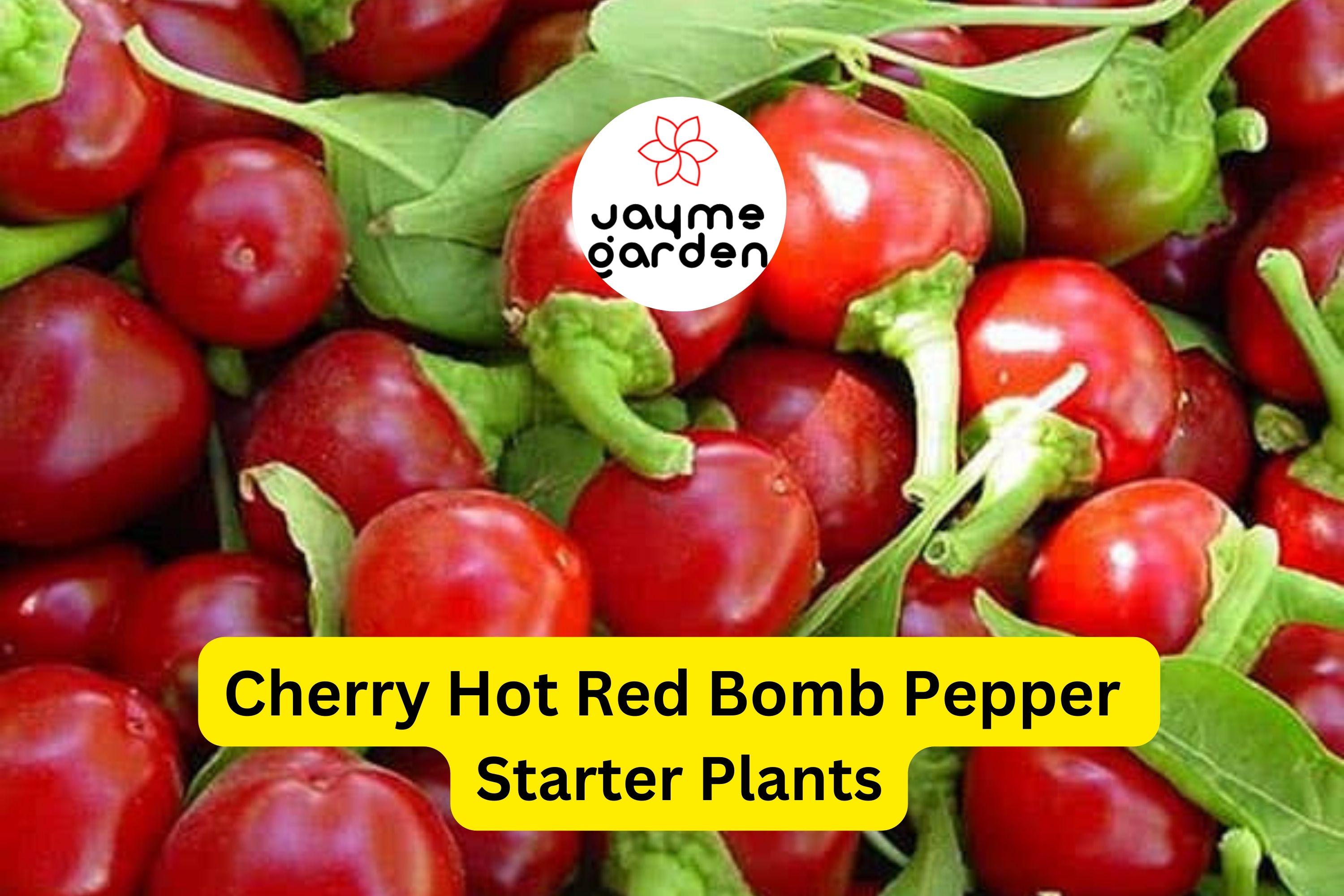 3 Cherry Hot Red (Cherry Bomb) Pepper Starter Plants - Spicy & Sweet Chili - High Yield for Gardens, Containers Cooking
