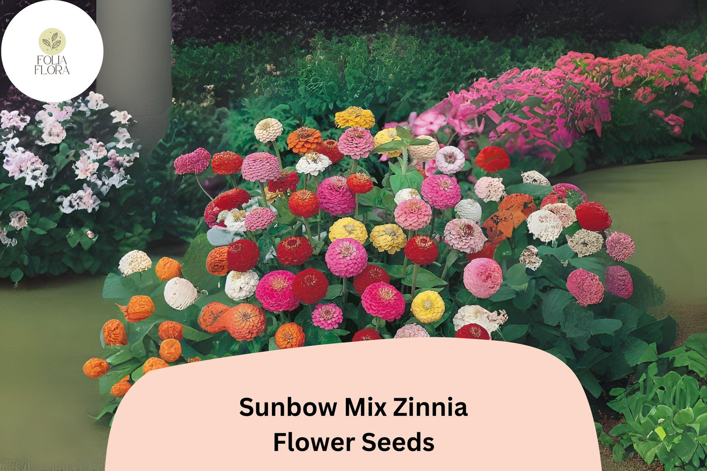 Sunbow Mix Zinnia Seeds: Vibrant Heirloom Garden Flowers
