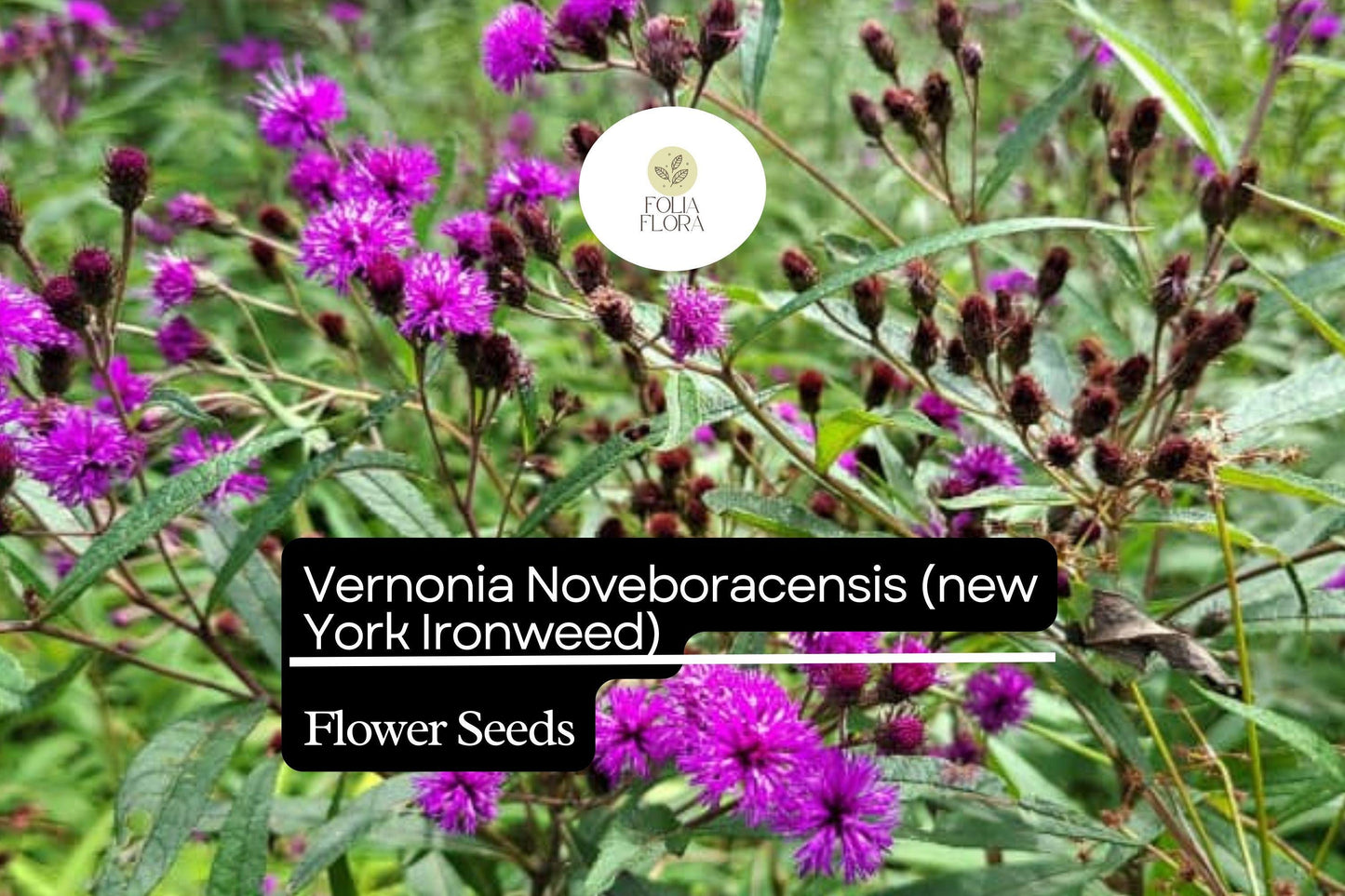 100 Vernonia Noveboracensis Seeds, New York Ironweed, Tall Native Wildflower for Pollinators
