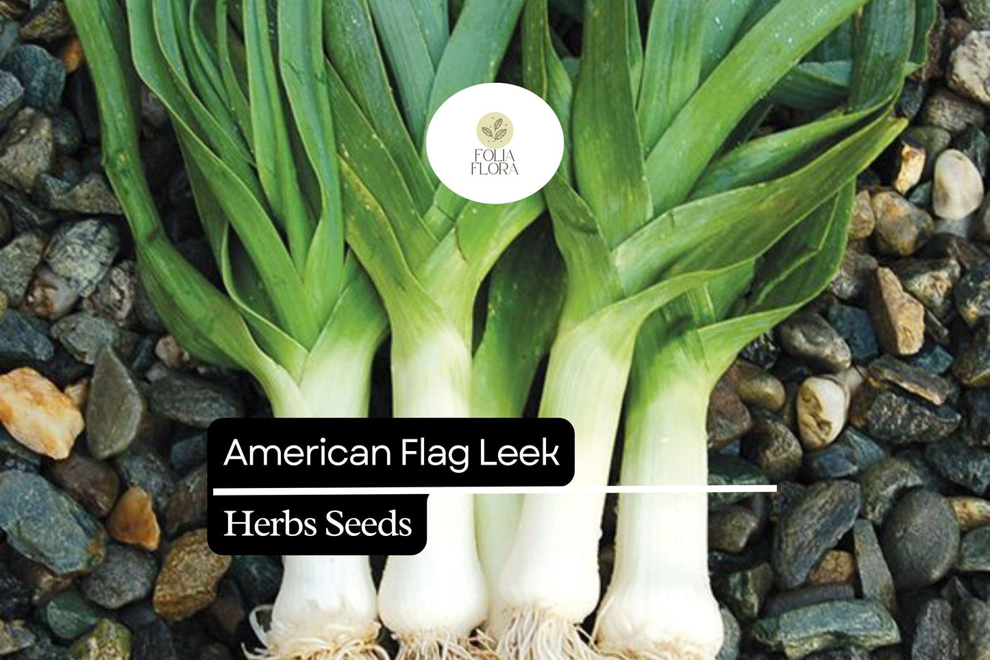 200 American Flag Leek Seeds – Allium ampeloprasum – Heirloom, Cold-Hardy, Perfect for Soups