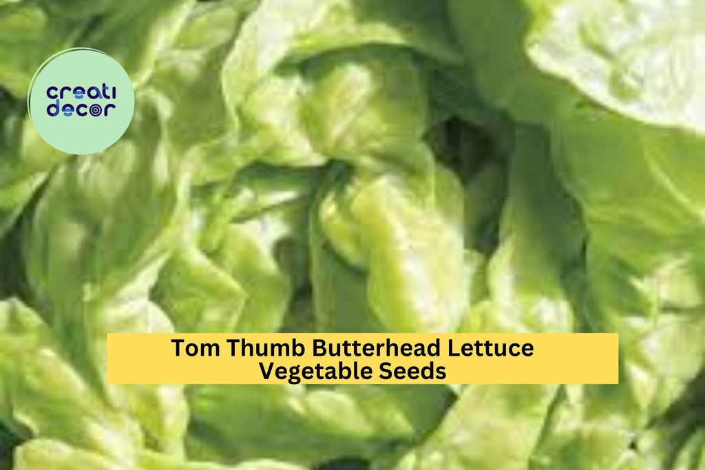 3pcs of 1g Tom Thumb Butterhead Lettuce Seeds – Mini Heirloom Lettuce Ideal for Small Spaces and Container Gardening Seeds for Planting
