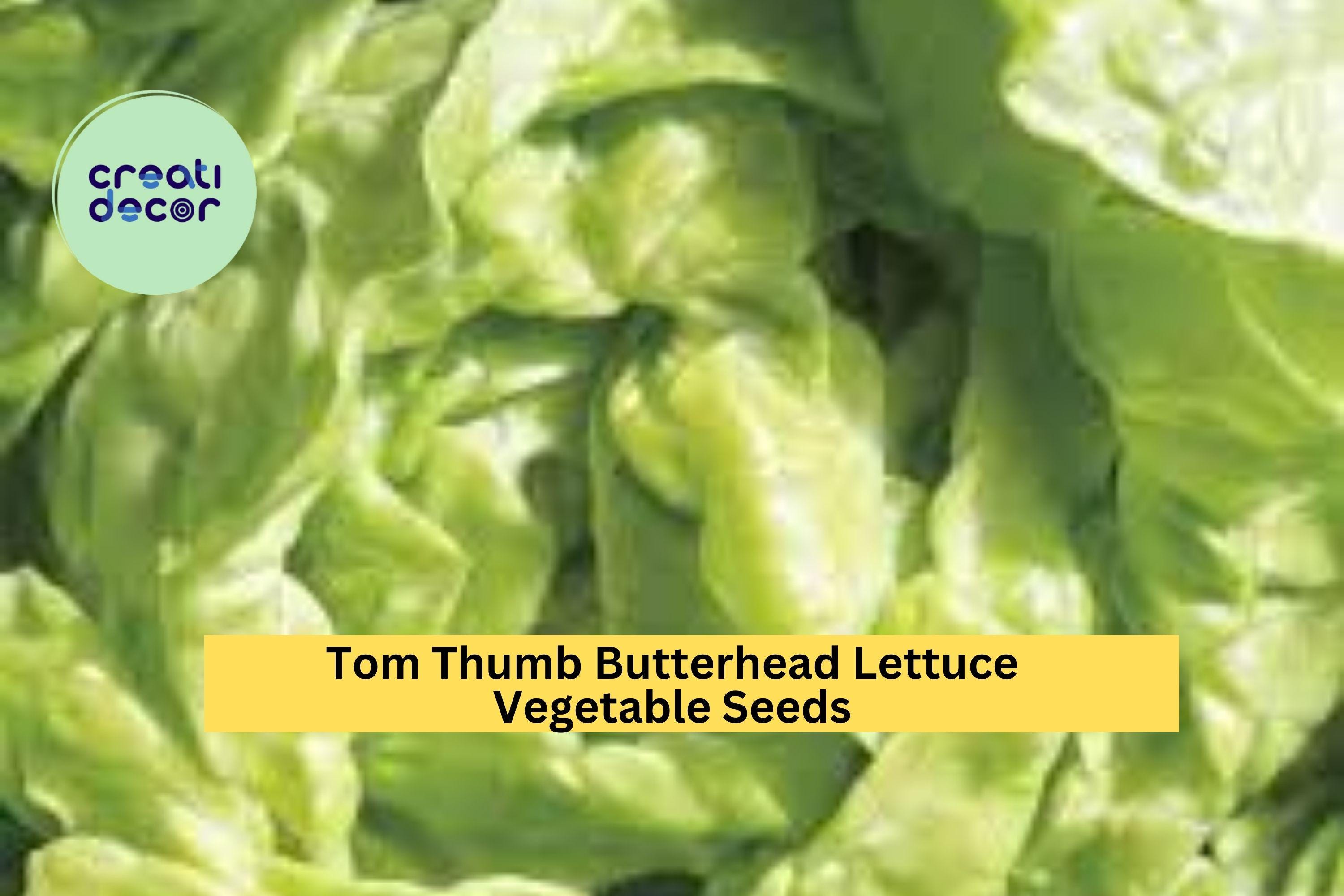 3pcs of 1g Tom Thumb Butterhead Lettuce Seeds – Mini Heirloom Lettuce Ideal for Small Spaces and Container Gardening Seeds for Planting