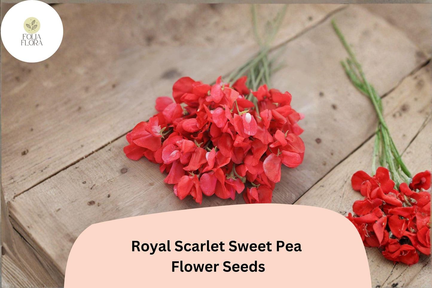 50+ Royal Scarlet Sweet Pea Seeds | Bright Red Climbing Flowers for Trellis & Garden