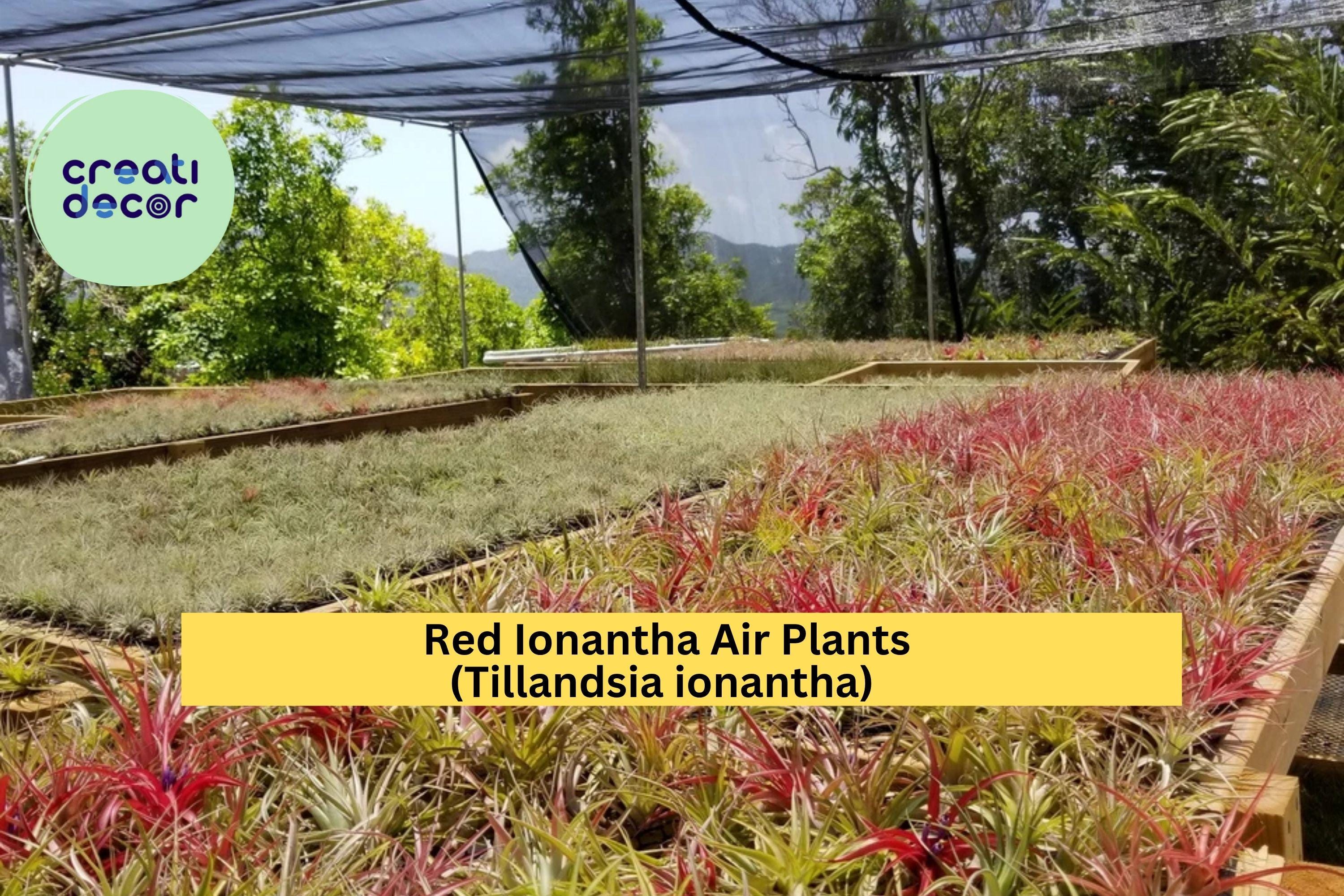 Large Red Ionantha Air Plants – 5 Pack Live Tillandsia ionantha, Rainforest-Grown Tropical Plants That Bloom and Blush Bright Red