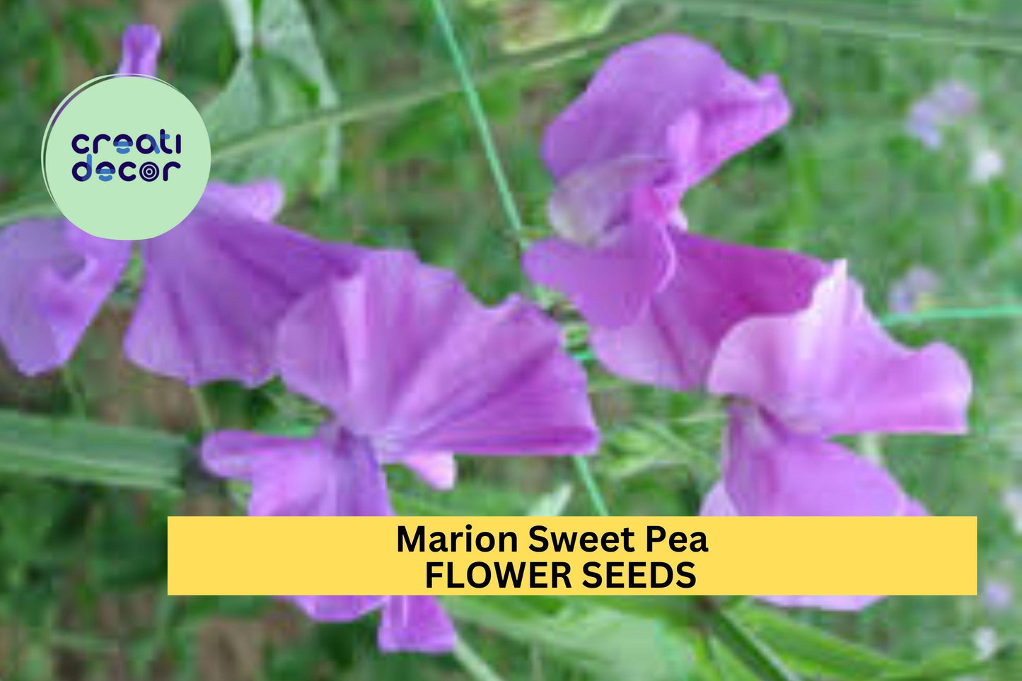50+ Marion Sweet Pea Seeds – Deep Rose Fragrant Blooms for Garden Planting, Climbing Vines for Trellises & Cut Flowers – USA