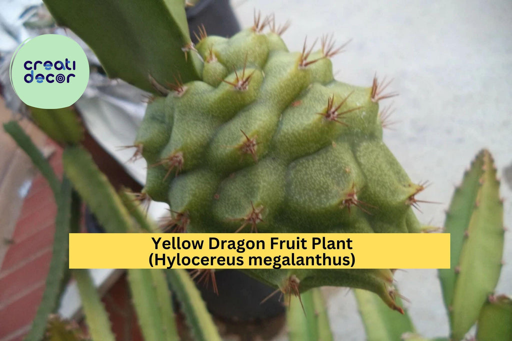 Yellow Dragon Fruit Plant (Hylocereus megalanthus) – Live Rooted Palora Variety, 6–8" Tall, Tropical Cactus Vine for Patio or Greenhouse