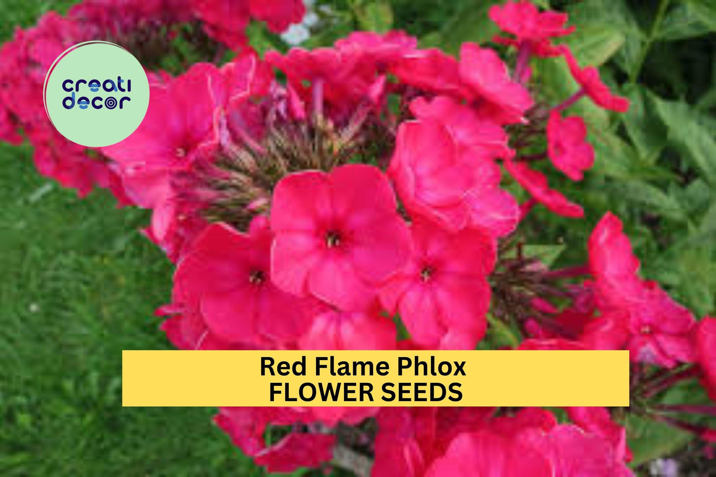 100+ Red Flame Phlox Seeds – Bright Red Cluster Blooms for Garden Planting, Fragrant Perennials for Borders & Pollinator Beds – USA