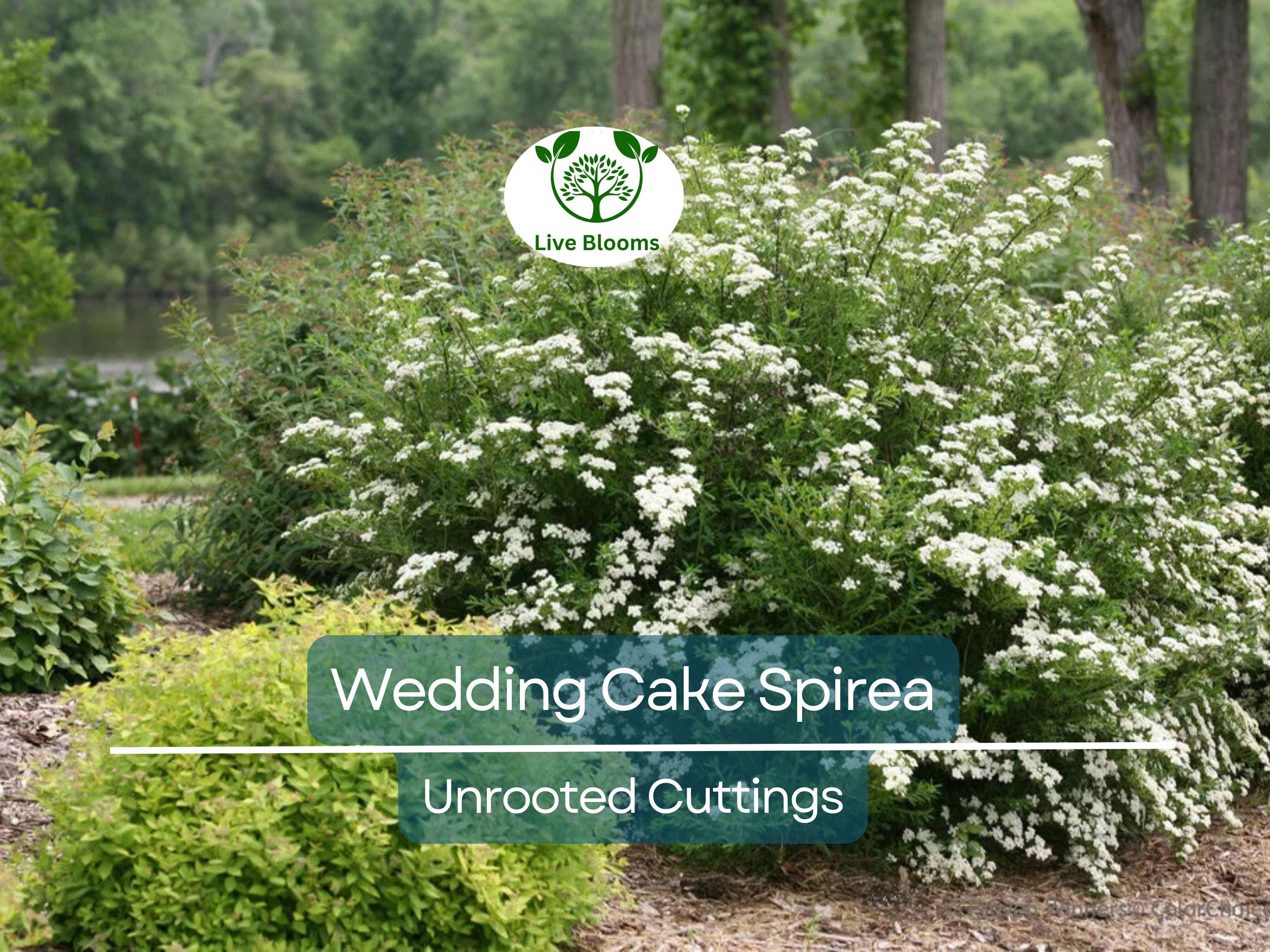 10 White Wedding Cake Spirea Unrooted Cuttings (Spiraea prunifolia) - 6-8 Inches, Ornamental Shrub, Hardy, Ideal for Landscaping & Gardens