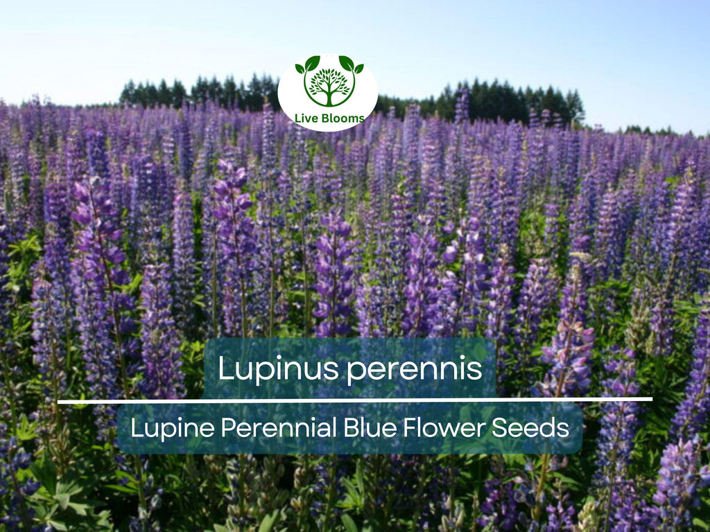 25 Seeds Lupine Perennial Blue for Planting – Lupinus perennis, Blue Flower, Hardy Plant, Easy to Grow, Attracts Pollinators, USDA Zones 3-9
