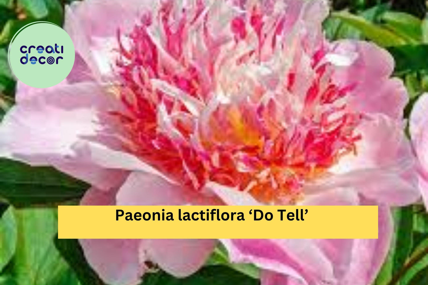 Do Tell Peony – Paeonia lactiflora ‘Do Tell’ – 3/5 Eye Bare Root Perennial, Pink Japanese Peony for Garden or Cut Flowers
