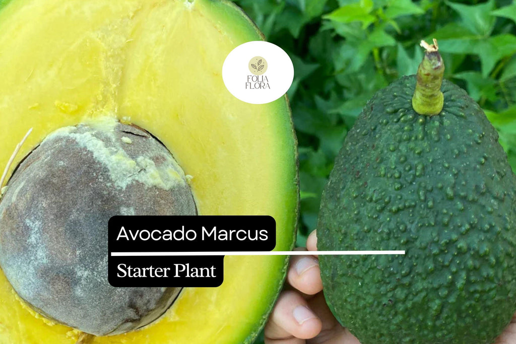 1 Avocado Marcus Tree (Persea americana) Live Starter Plant – Tropical Big Fruit Tree Exotic 1-2′