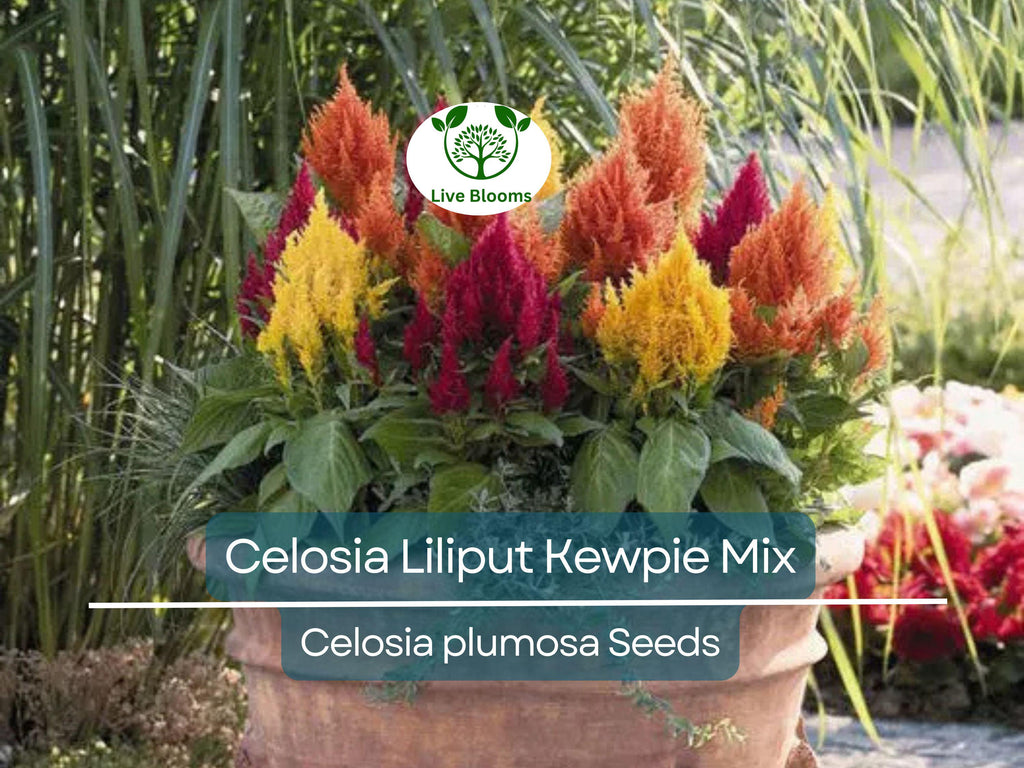 200 Seeds Celosia Plumosa LILLIPUT KEWPIE Mix, Dwarf Variety for Borders & Containers, Non-GMO, Vibrant Color, Easy to Grow, Annual Flowers