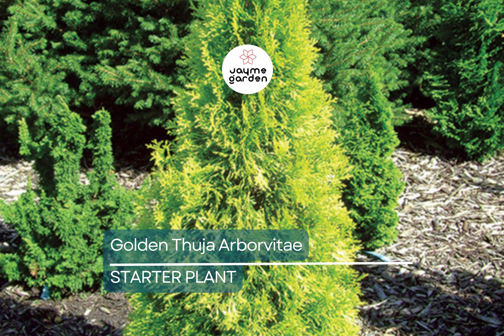 Golden Thuja Arborvitae Tree | 8-14" Live Evergreen Shrub Seedling in Quart Pot | Privacy Hedge for Zones 4-7