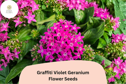 25+ Graffiti Violet Geranium Seeds | Purple Zonal Pelargonium | Garden Flower Seeds