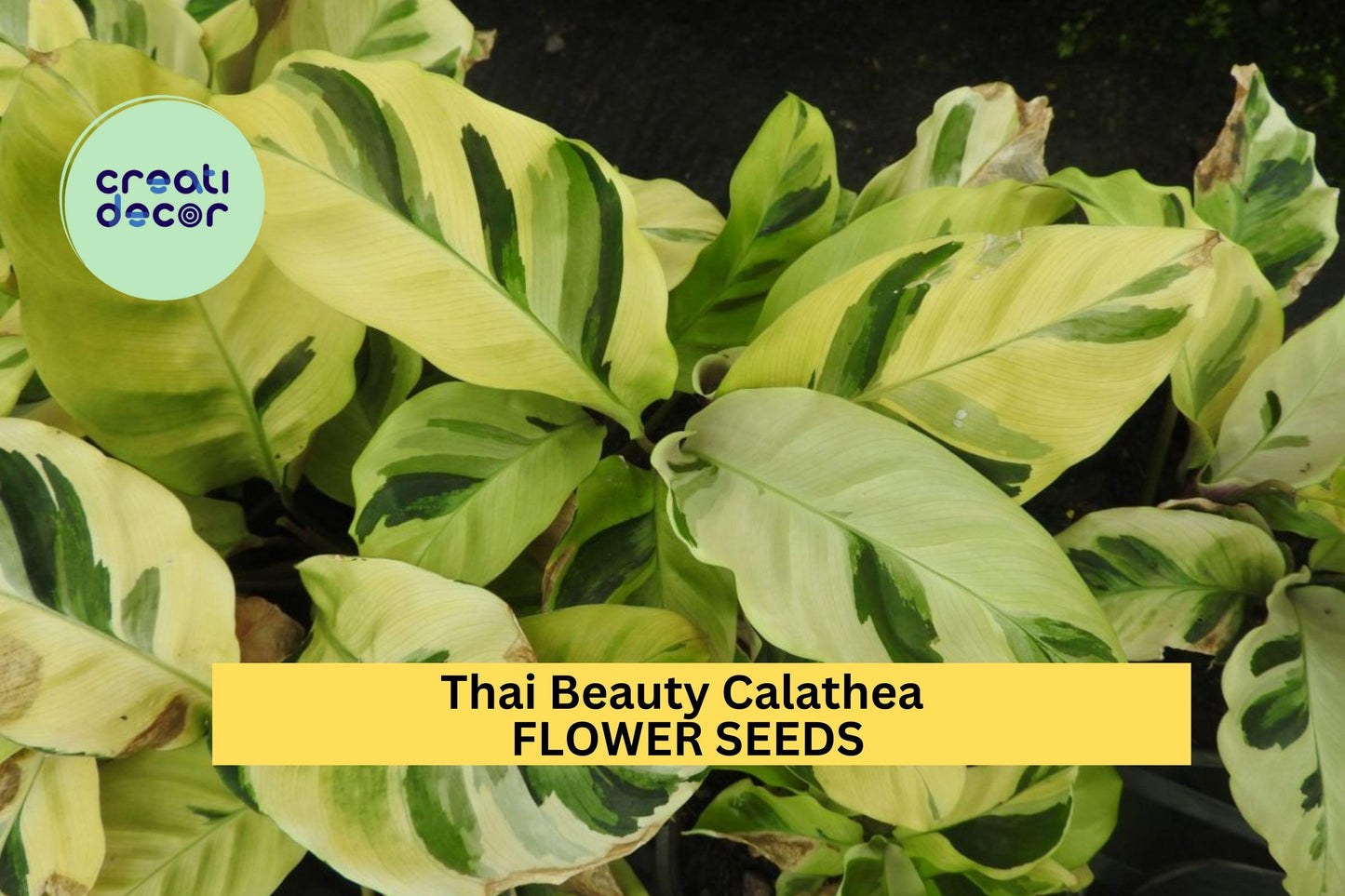 25+ Thai Beauty Calathea Seeds – Exotic Variegated Foliage for Garden Planting, Stunning Tropical Accent or Indoor Plant – USA