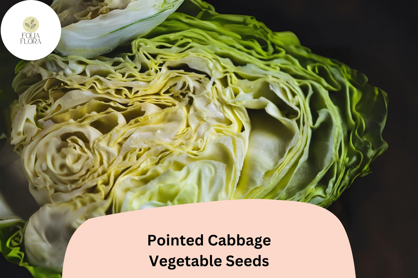 500+ Pointed Cabbage Seeds | Brassica oleracea | Heirloom Cone-Shaped Sweet Tender Cabbage for Garden Planting