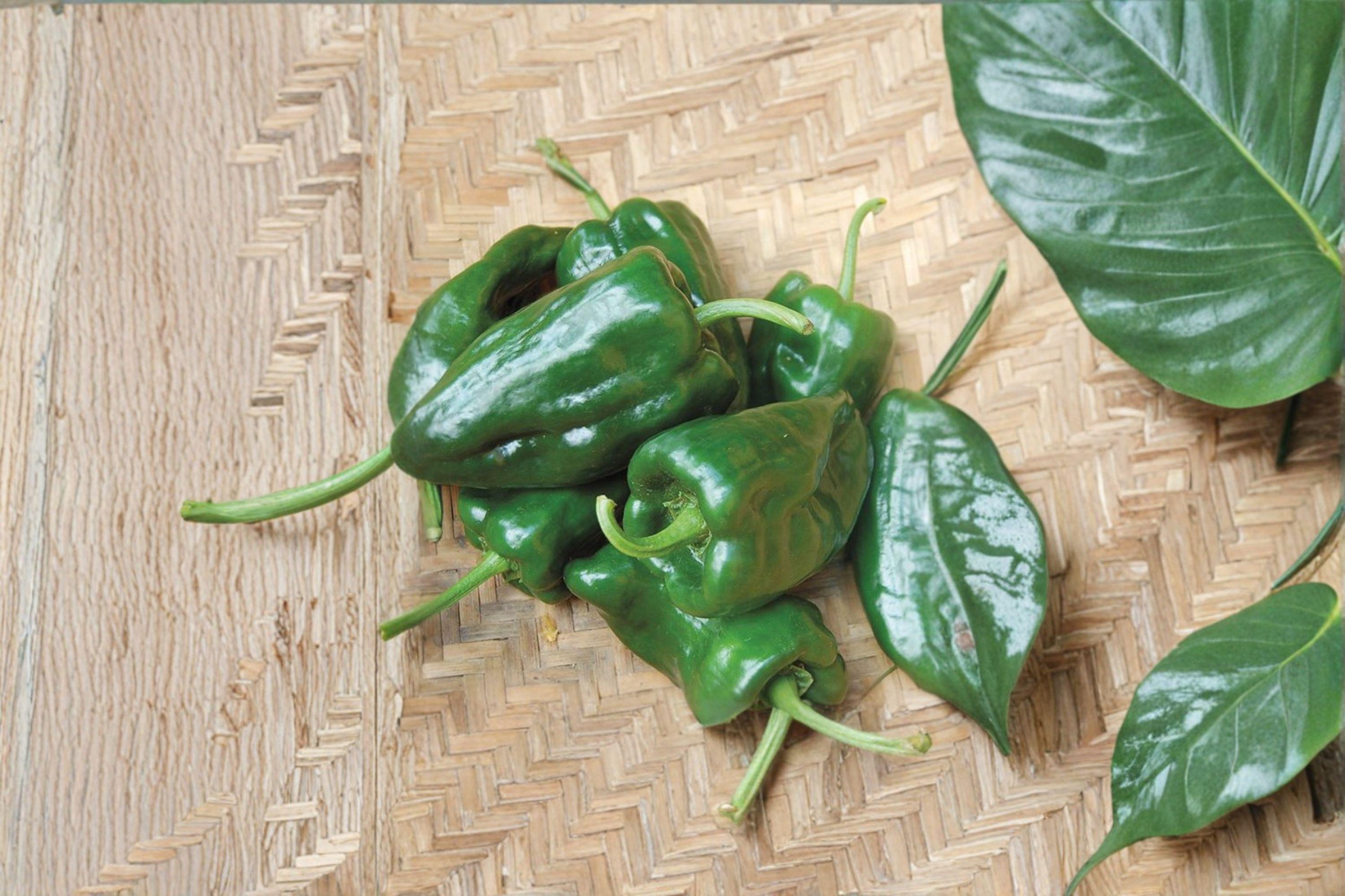 Ancho Poblano – Hot Pepper 25 Seeds | Classic Mexican Chili | Mild–Medium Heat | Perfect for Stuffing & Drying