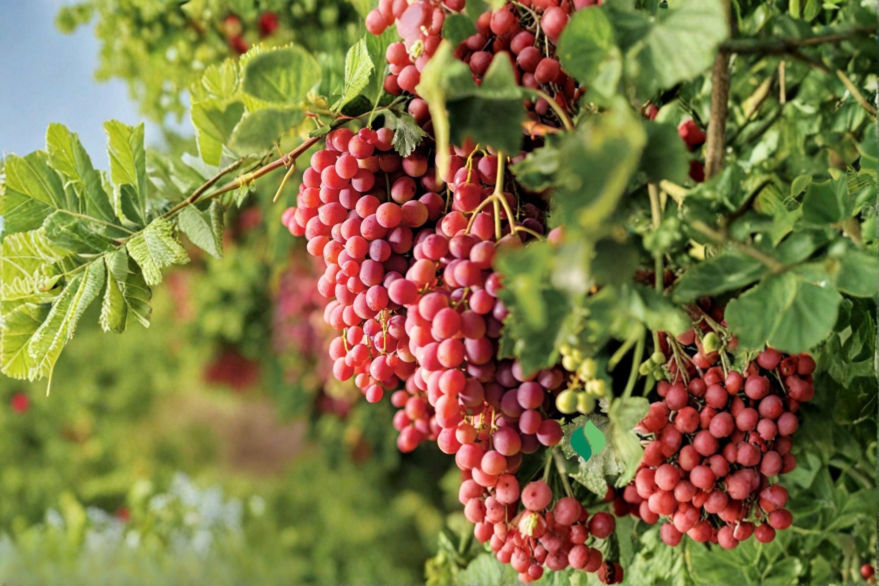 Suok Grape 5 Cuttings 6-8" (Vitis vinifera Suok) Unrooted Grape Vine Cuttings