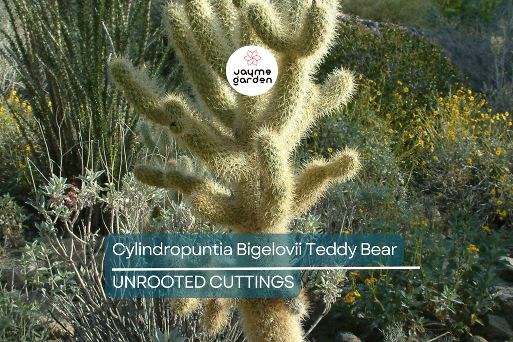 Cylindropuntia Bigelovii Teddy Bear Cholla Cactus Cutting Segment (3-5" Long)