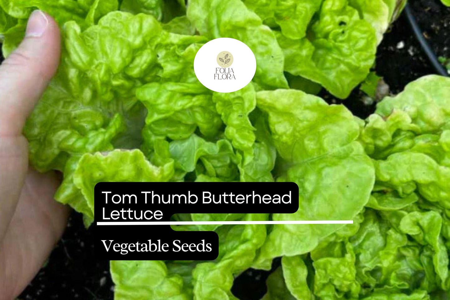 1000 Tom Thumb Lettuce Seeds – Lactuca sativa – Mini Heirloom Butterhead, Sweet & Tender, Fast-Growing