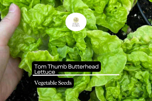 1000 Tom Thumb Lettuce Seeds – Lactuca sativa – Mini Heirloom Butterhead, Sweet & Tender, Fast-Growing