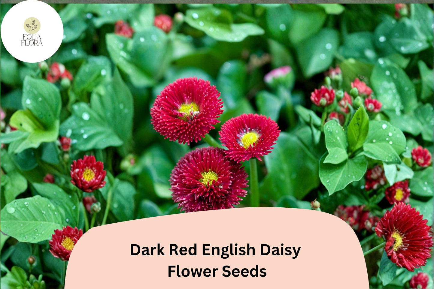 200+ Dark Red English Daisy Seeds | Bellis perennis | Perennial Blooms | Charming Red Garden Flower
