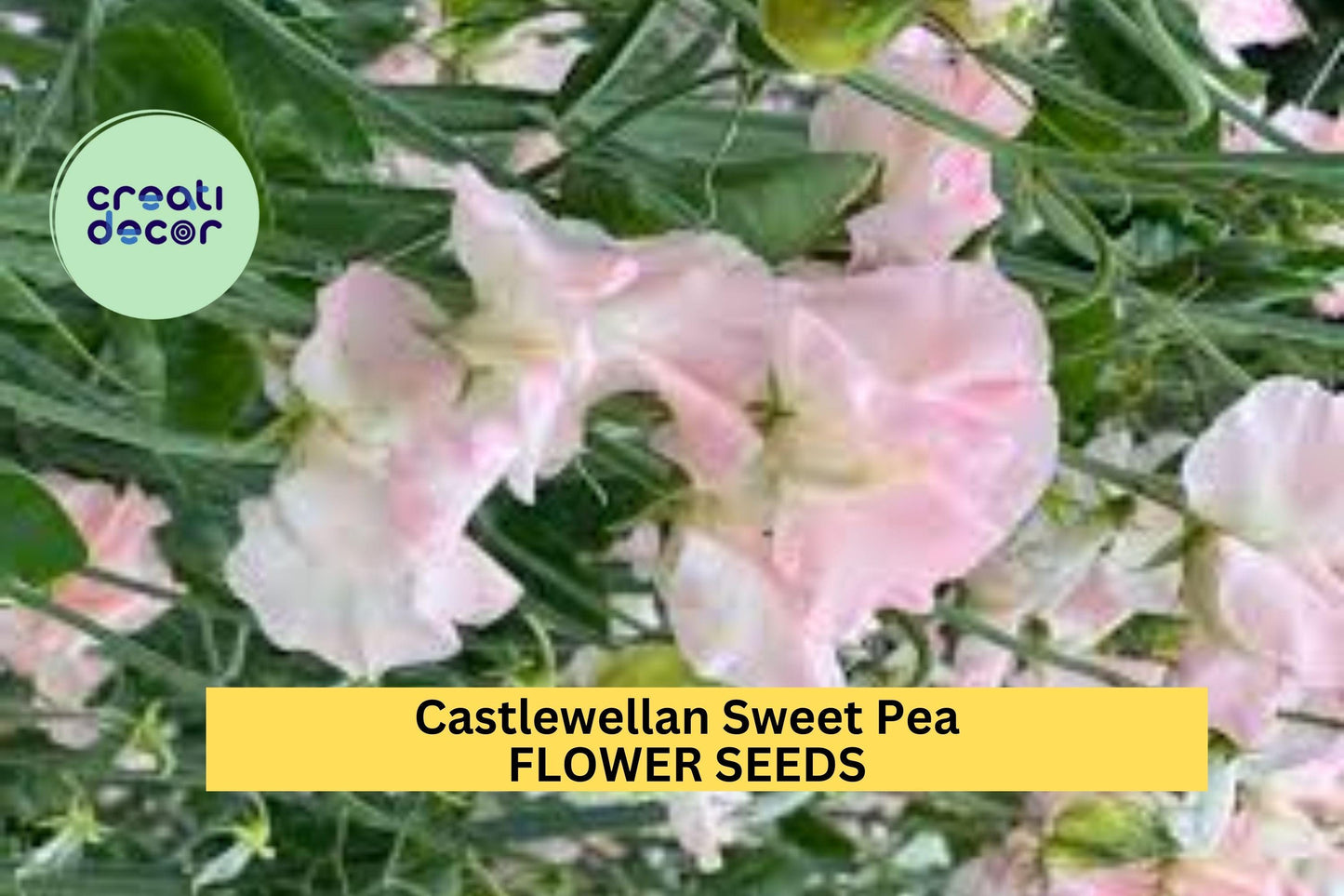 Castlewellan Sweet Pea Seeds – 50+ Bold Magenta Blooms – Climbing Vine for Trellises, Cottage Gardens, Bouquets & Borders – USA